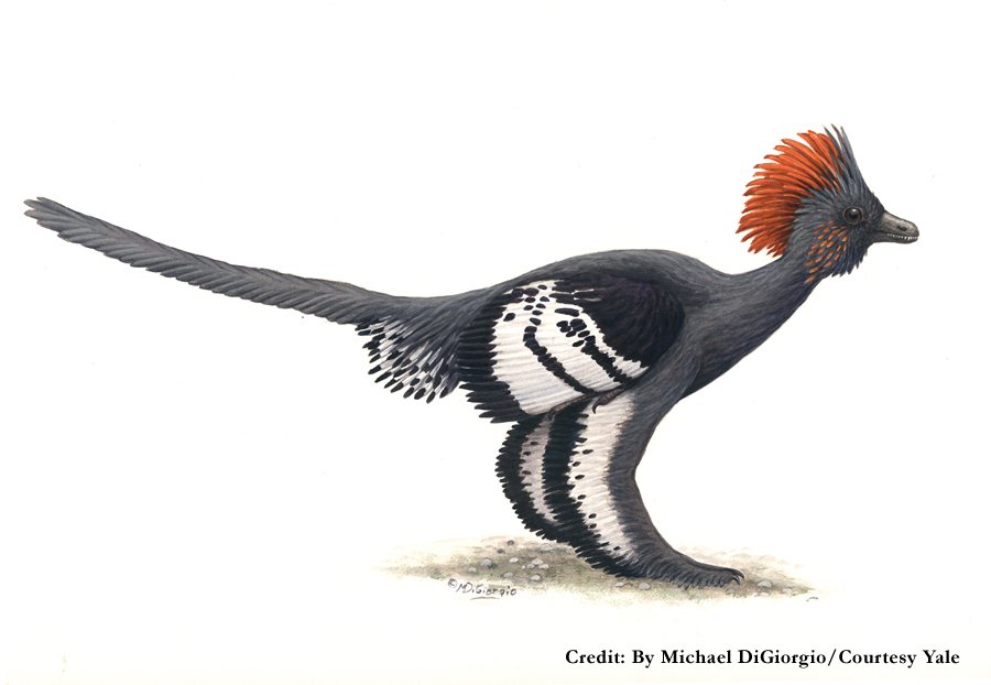 Anchiornis huxleyi feathers - scientists complete color palette of a dinosaur for first time Anchiornis huxleyi feathers - scientists complete color palette of a dinosaur for first time